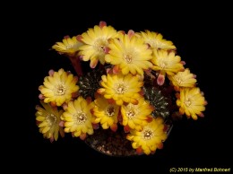 Sulcorebutia steinbachii v. steinbachii G30-8 2197